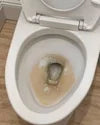 1 Year of Toilet Bowl Cleaner